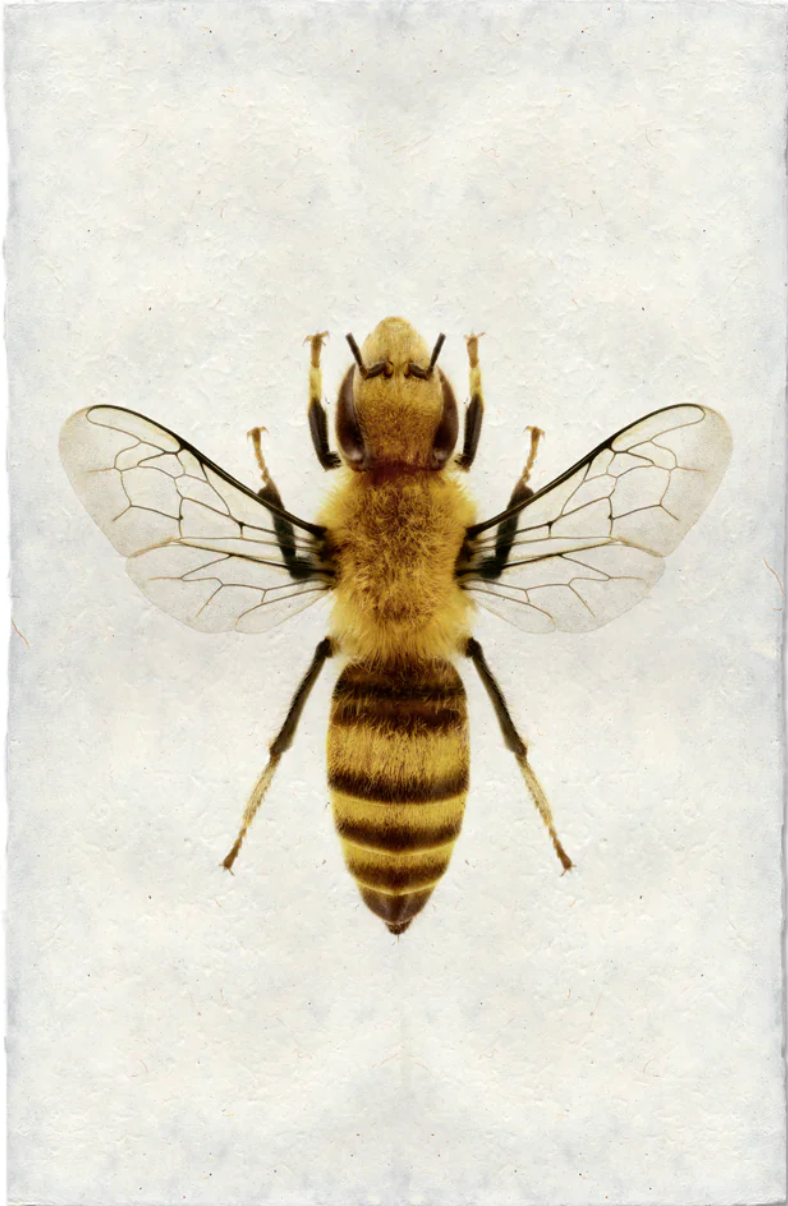 Honey Bee