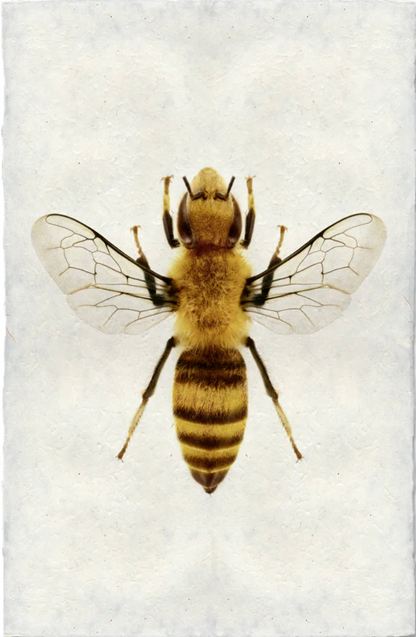Honey Bee