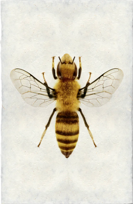 Honey Bee
