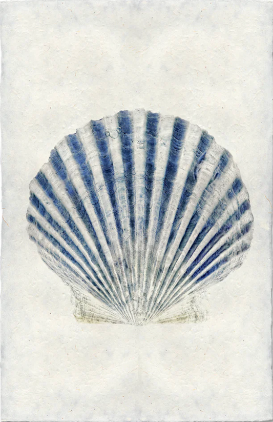Scallop Shell #3