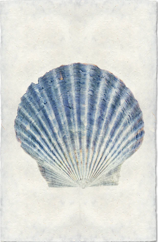 Scallop Shell #4