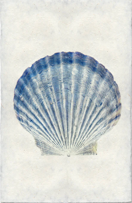 Scallop Shell #5