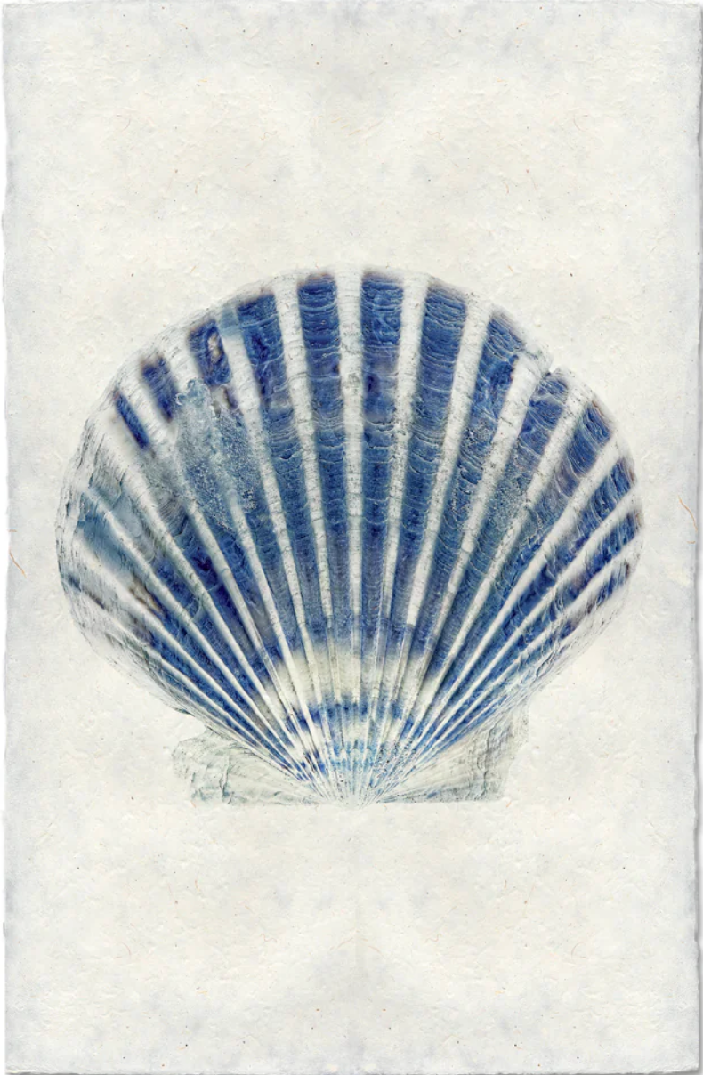 Scallop Shell #6