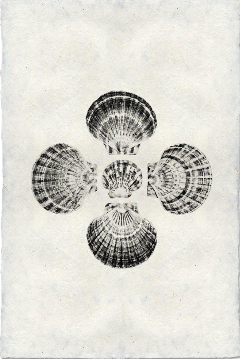 Five Scallops, B&W
