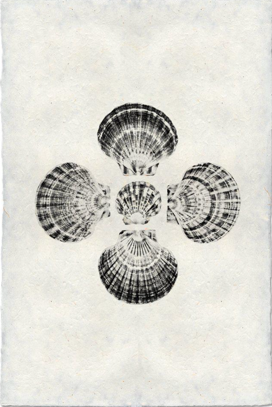 Five Scallops, B&W