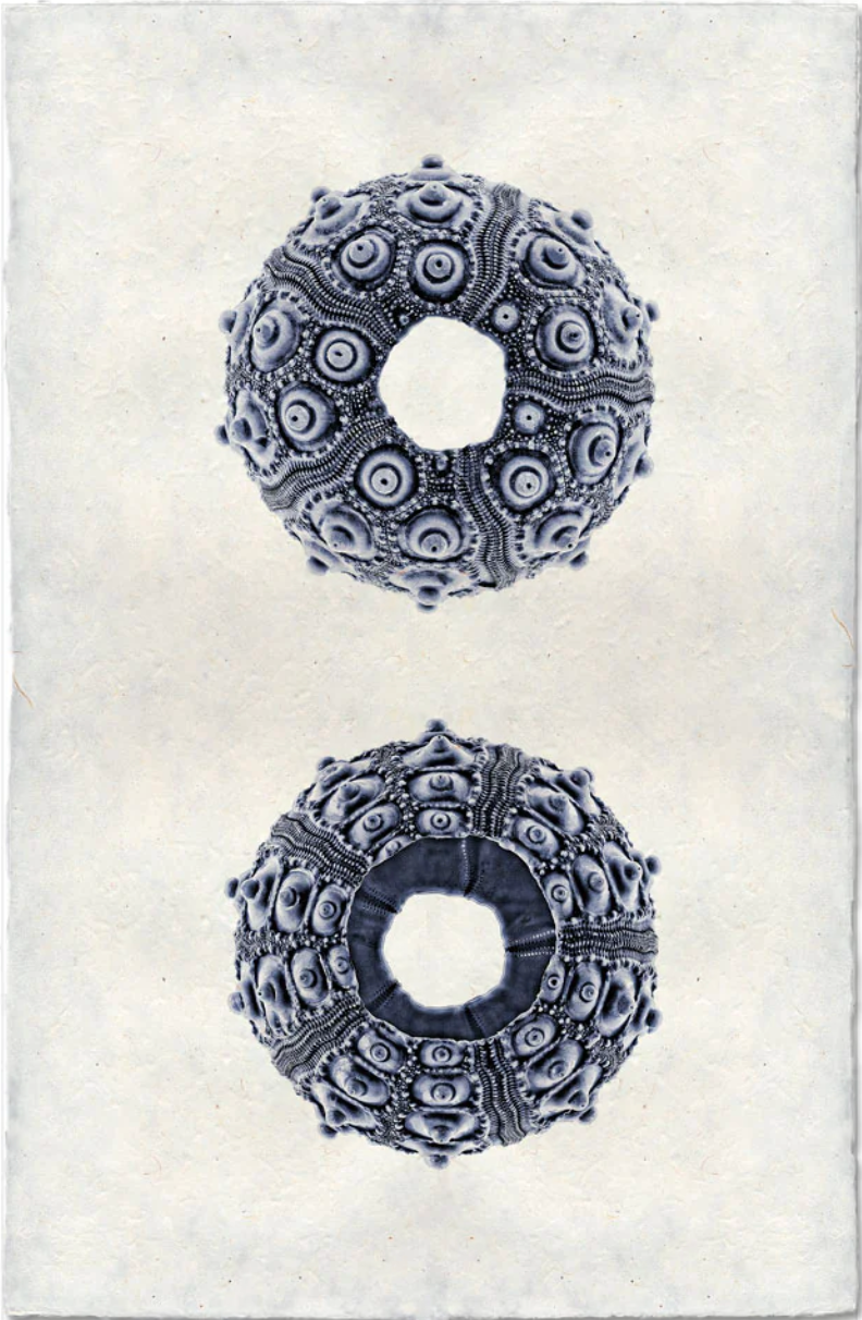 Imperial Urchin, Blue