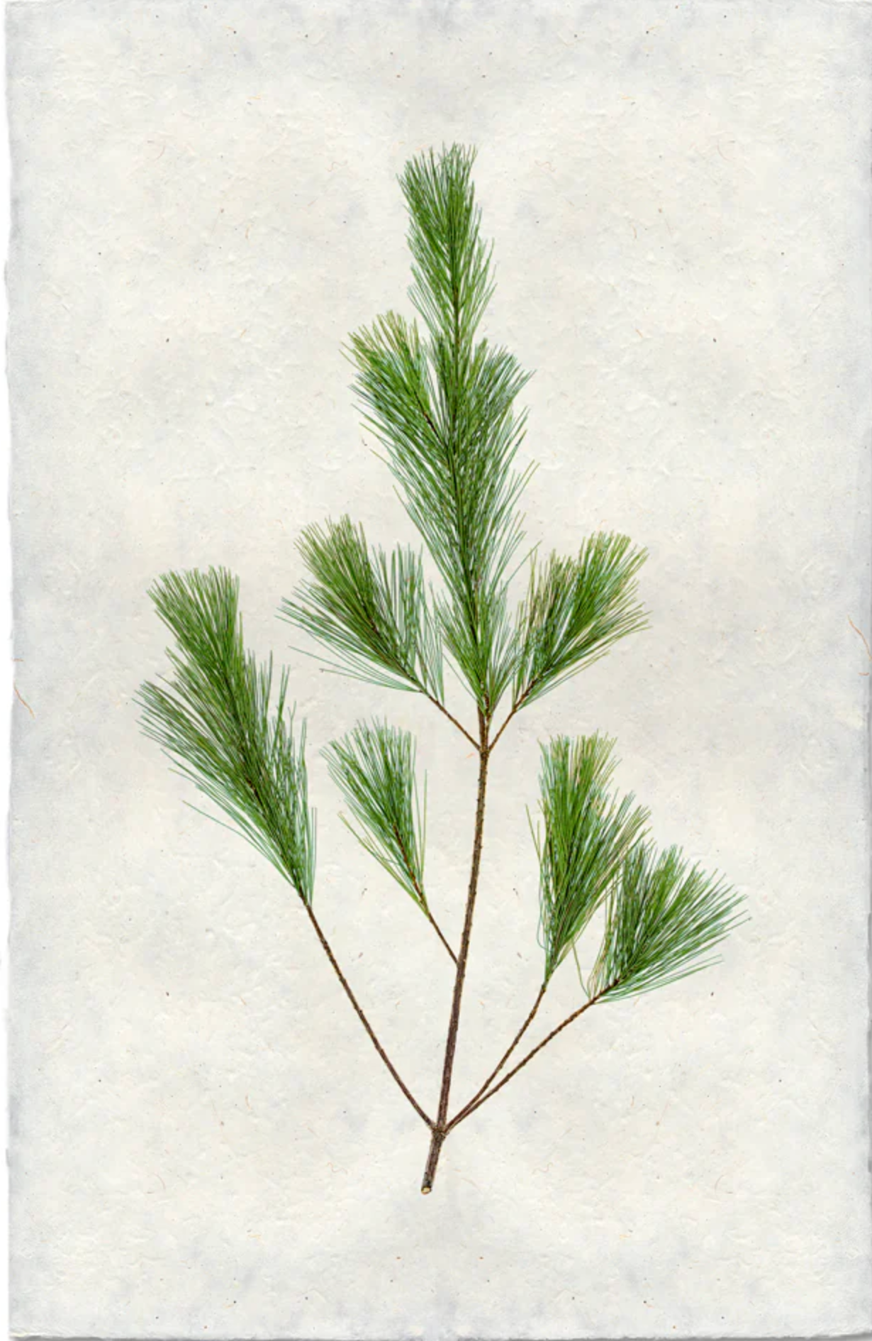 Pine