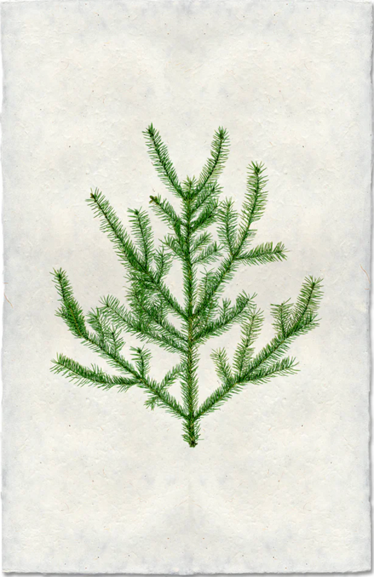 Balsam Fir