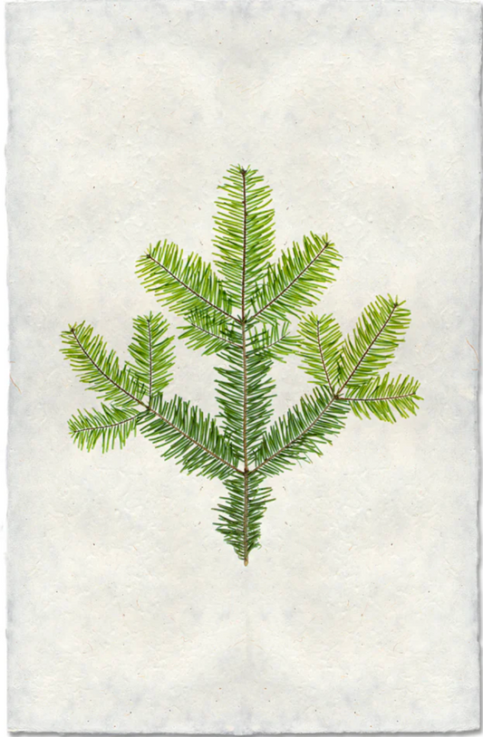 Silver Fir