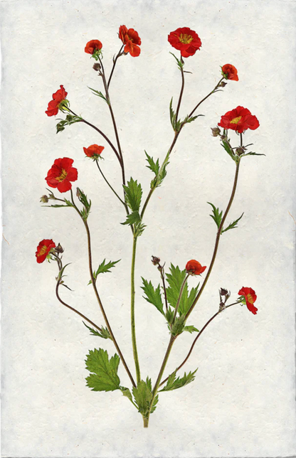 Water Avens