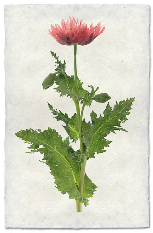 Single Poppy #6