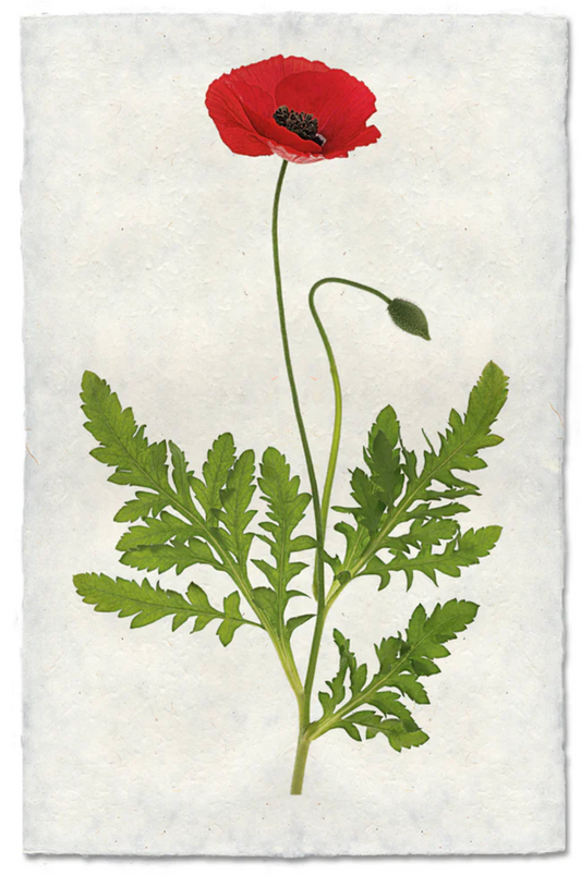 Single Poppy #3