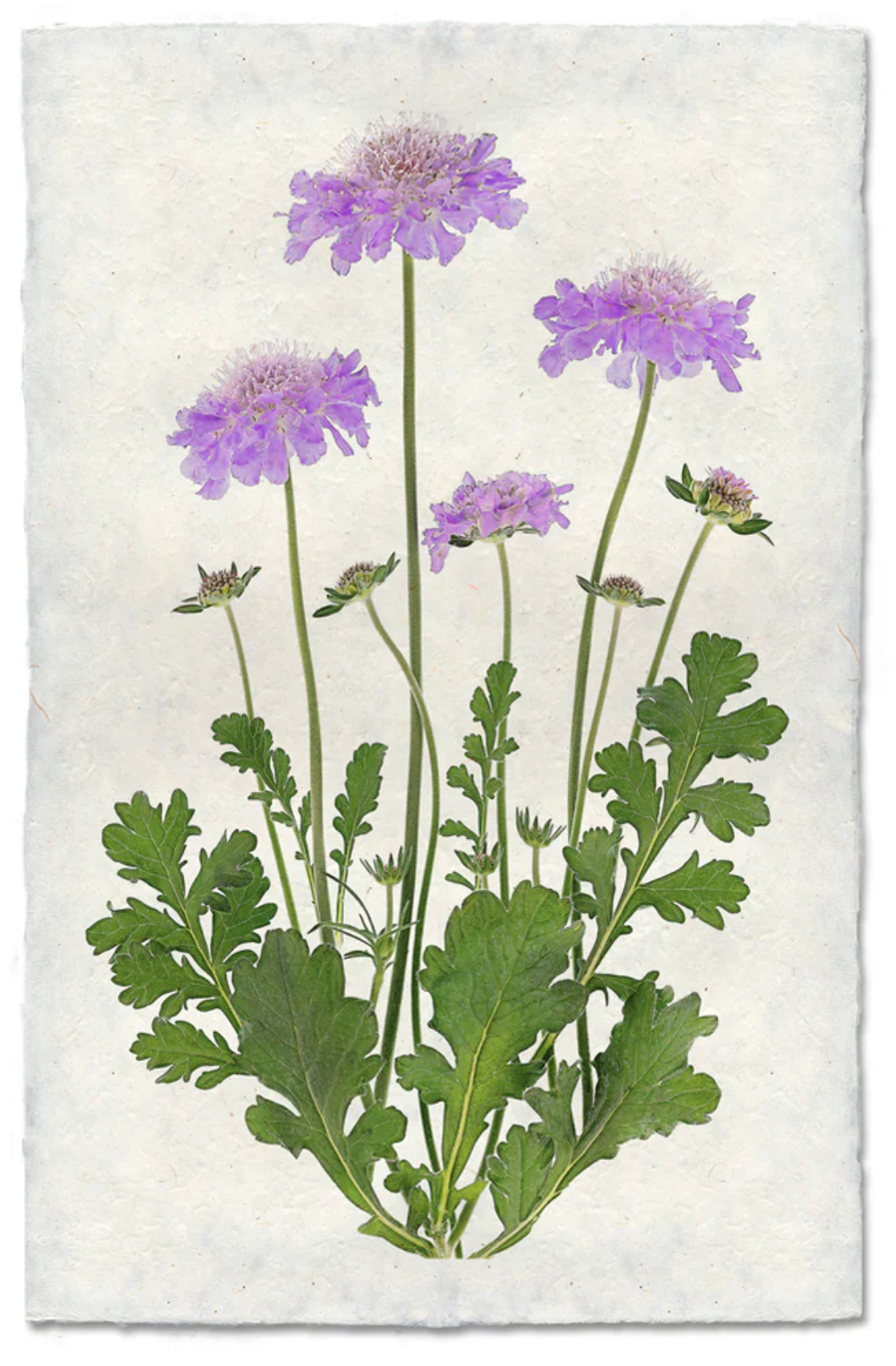 Pincushion