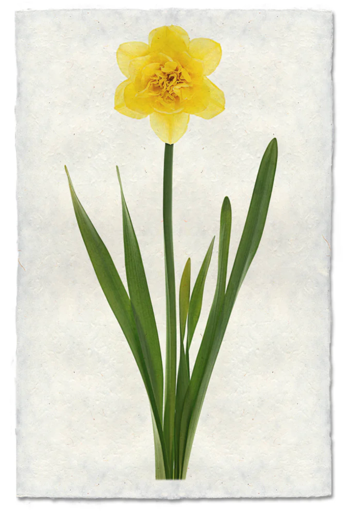 Daffodil