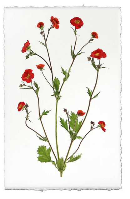 Water Avens