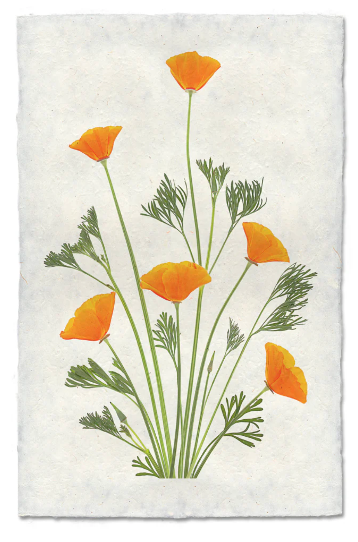 Blooming Poppies #1