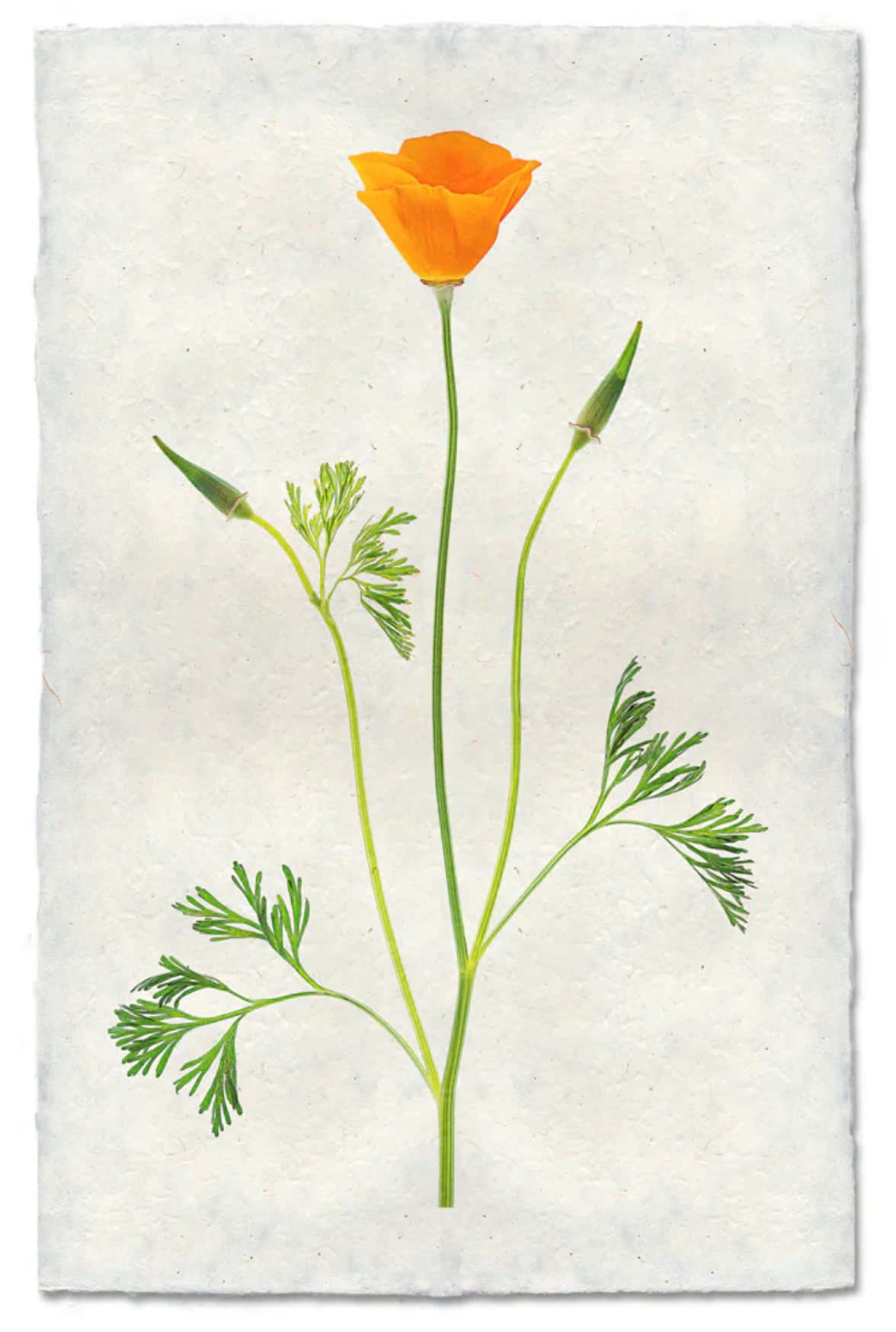 Single Poppy #2