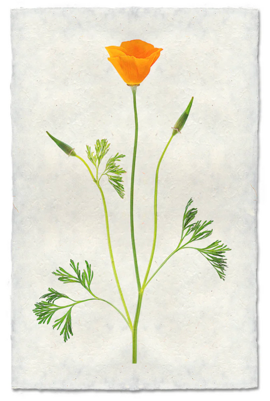 Single Poppy #2