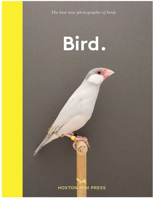 New Photography of Bird