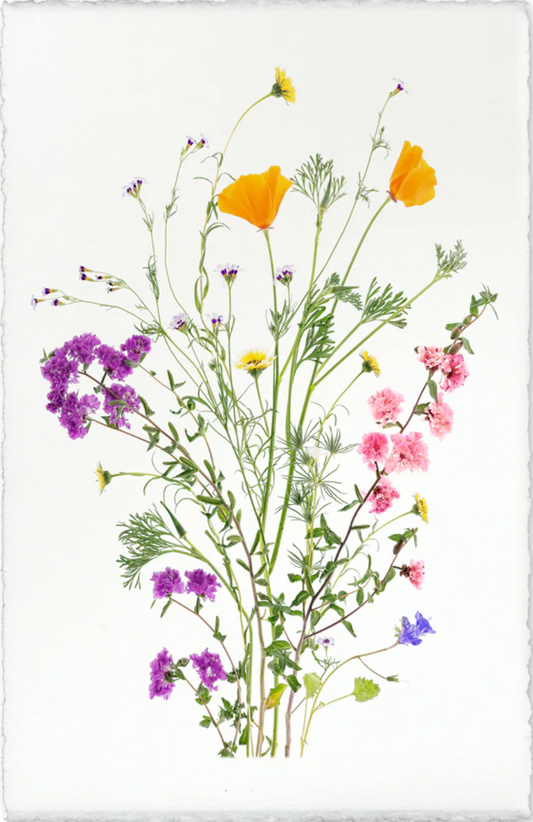 Wildflowers of the West