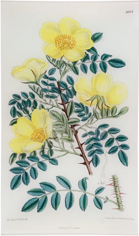 John Derian | Rose Hugonis (William Curtis Botanicals) 9 x 16.25" Rectangle Tray