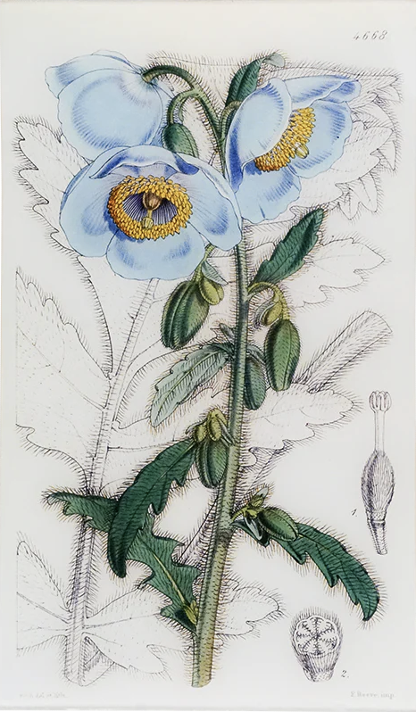 John Derian | Meconopsis (William Curtis Botanicals) 9 x 16.25" Rectangle Tray