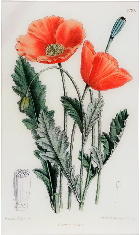 John Derian | Papaver (William Curtis Botanicals) 9 x 16.25" Rectangle Tray