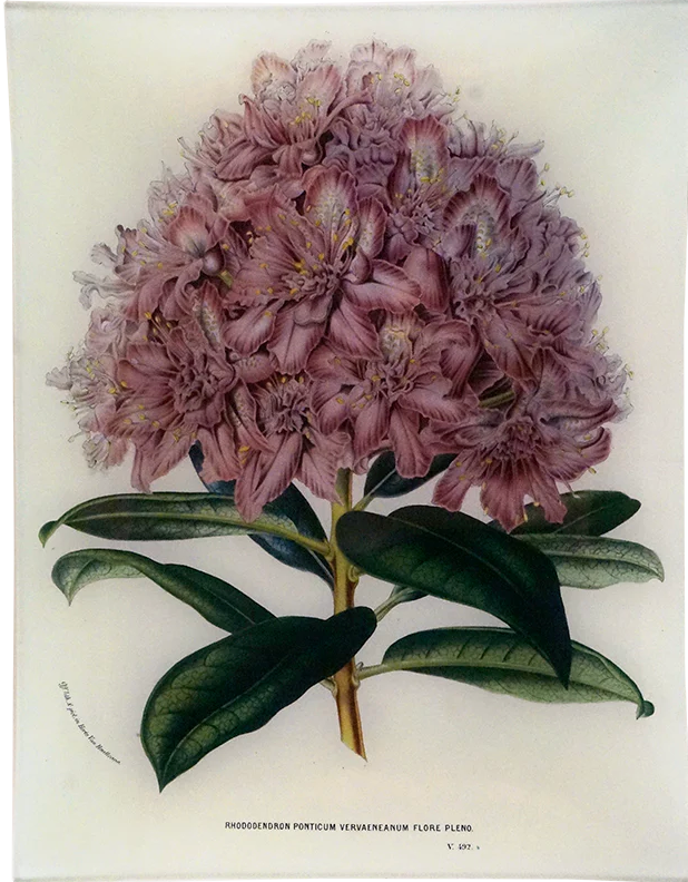 John Derian | Rhododendron Ponticum- 10x13" Rectangle Tray