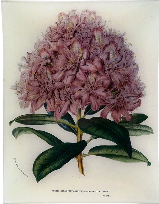 John Derian | Rhododendron Ponticum- 10x13" Rectangle Tray