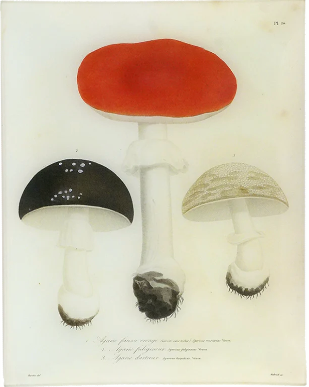 John Derian | Mushrooms (Plate 20) - 11x14" Rectangle Tray