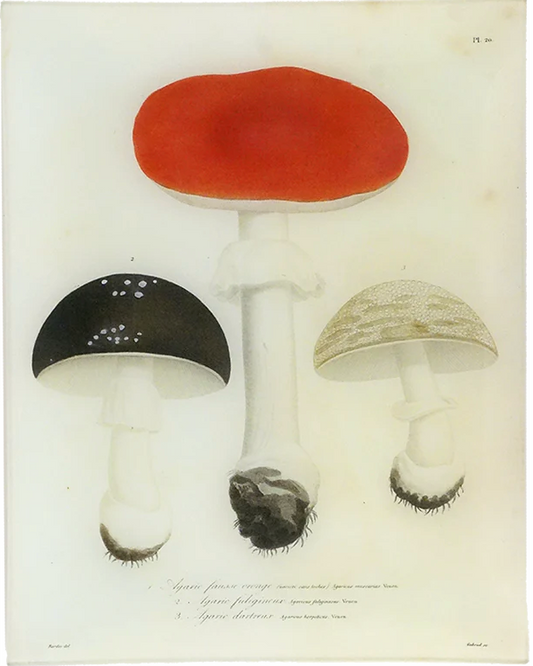 John Derian | Mushrooms (Plate 20) - 11x14" Rectangle Tray
