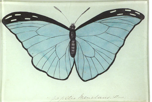 John Derian Company | Blue Papilio - Mini Tray