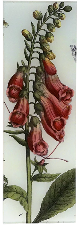 John Derian | Foxglove - 4.5x12" Tray