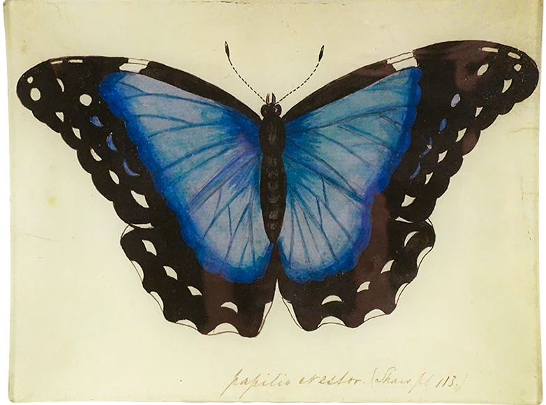 John Derian | Blue Butterfly (Papilio Erector) -  8x10.5 Tray
