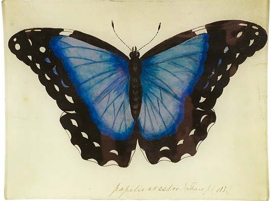 John Derian | Blue Butterfly (Papilio Erector) -  8x10.5 Tray