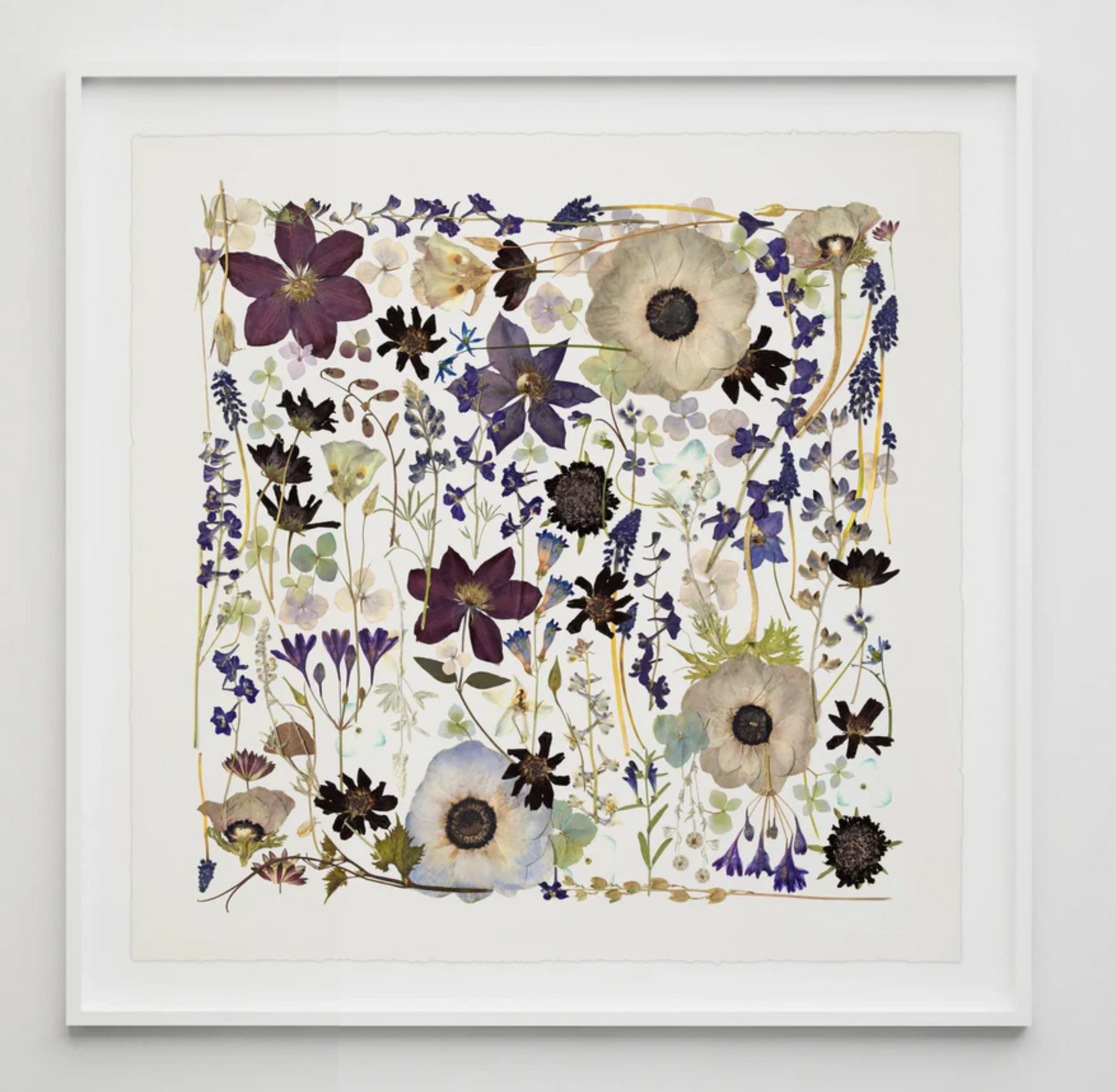 Violet Rhapsody, Framed by Domain of the Flowerings