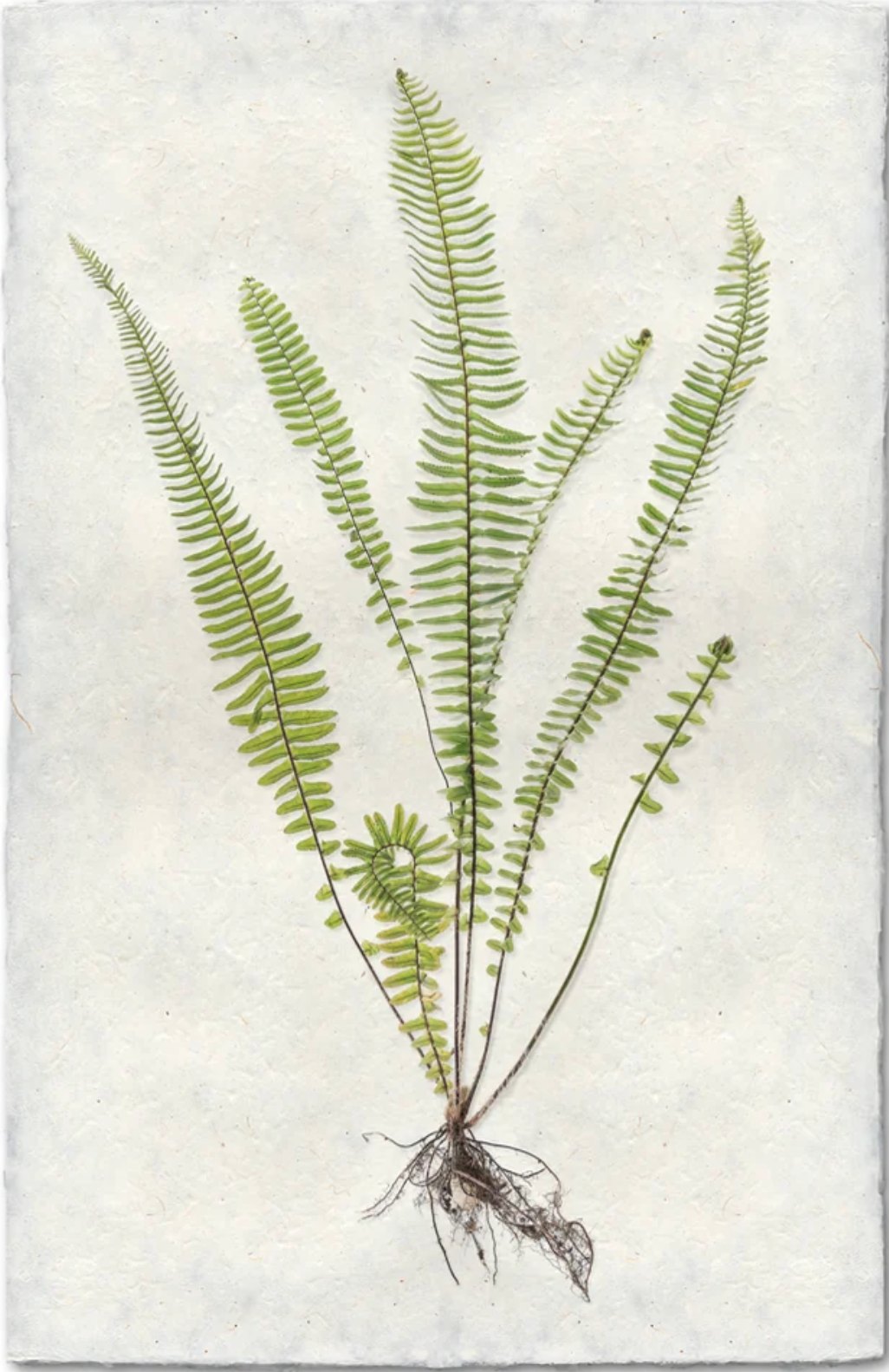 Sword Fern