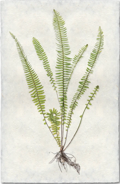 Sword Fern