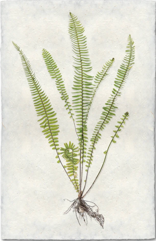 Sword Fern