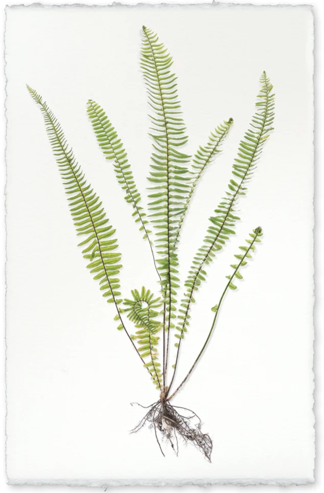 Sword Fern