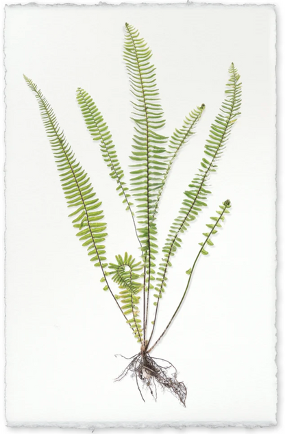 Sword Fern