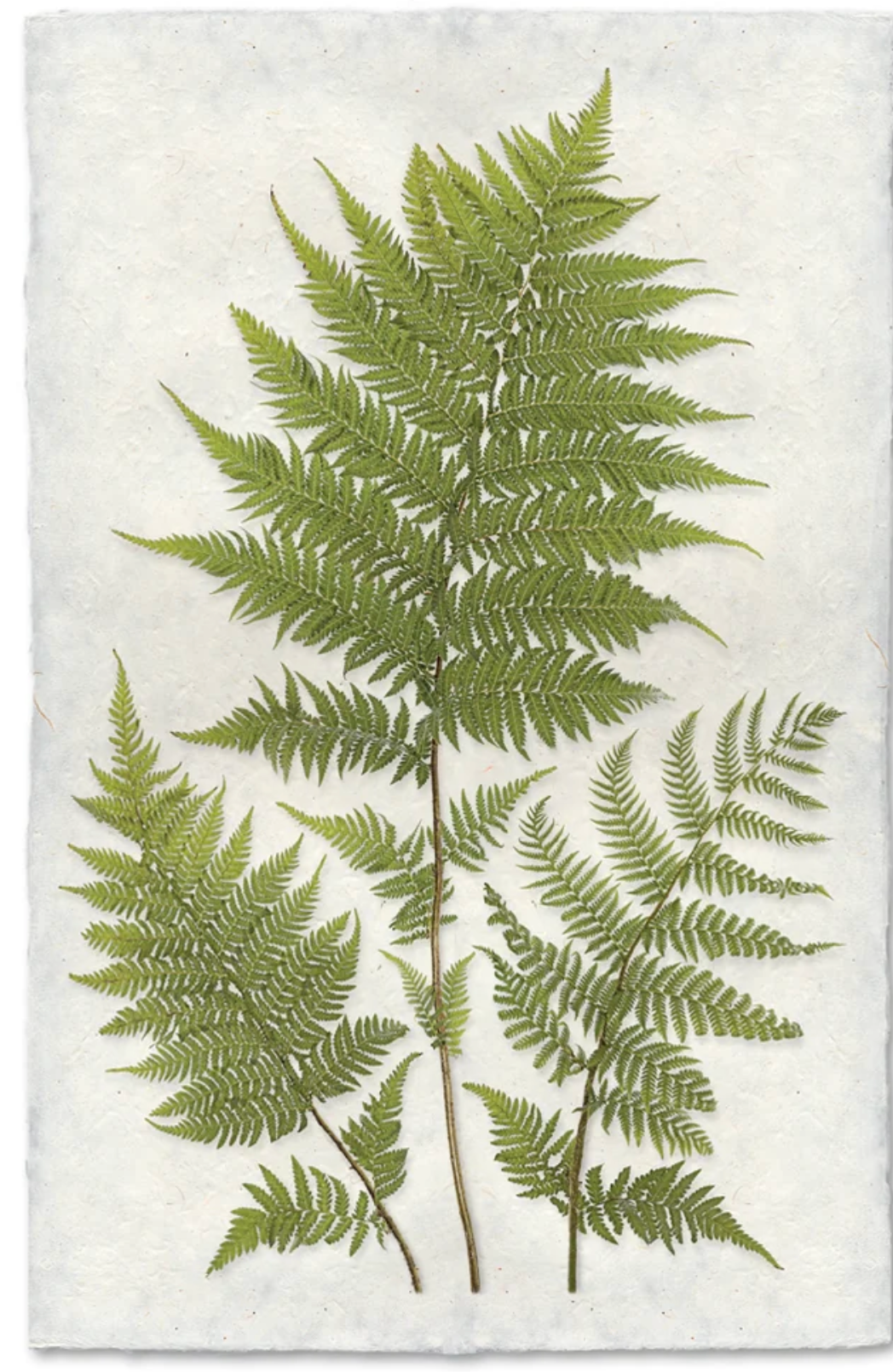 Lacy Tree Ferns