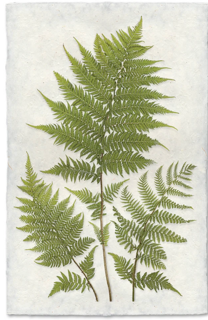 Lacy Tree Ferns