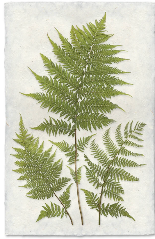 Lacy Tree Ferns