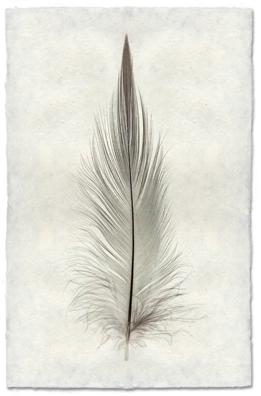 Heron