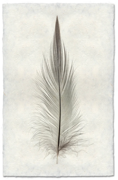 Heron