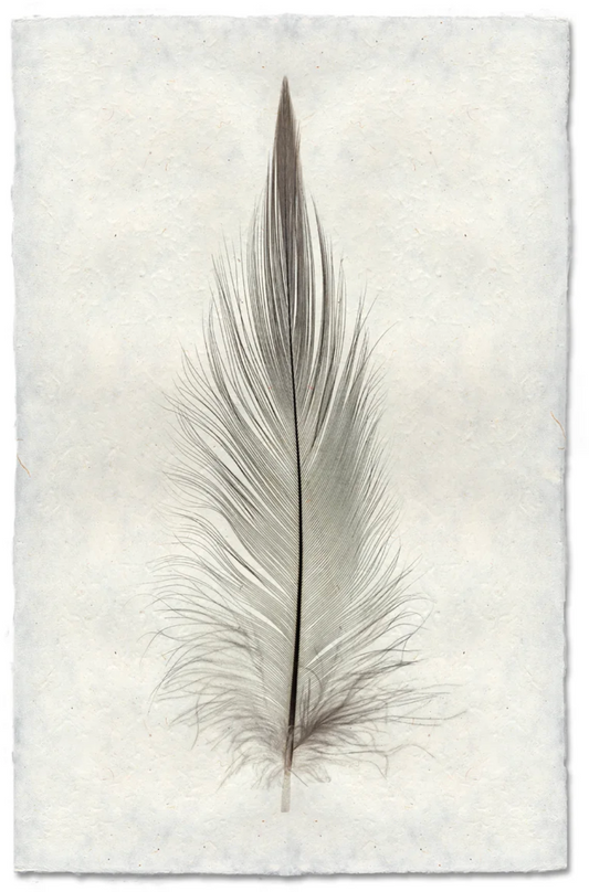 Heron