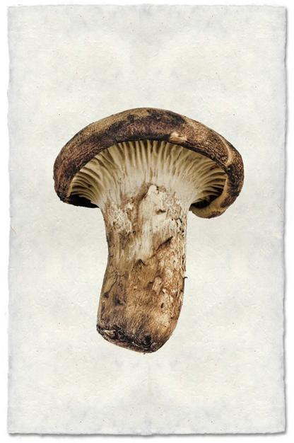 Golden Chanterelle Mushroom