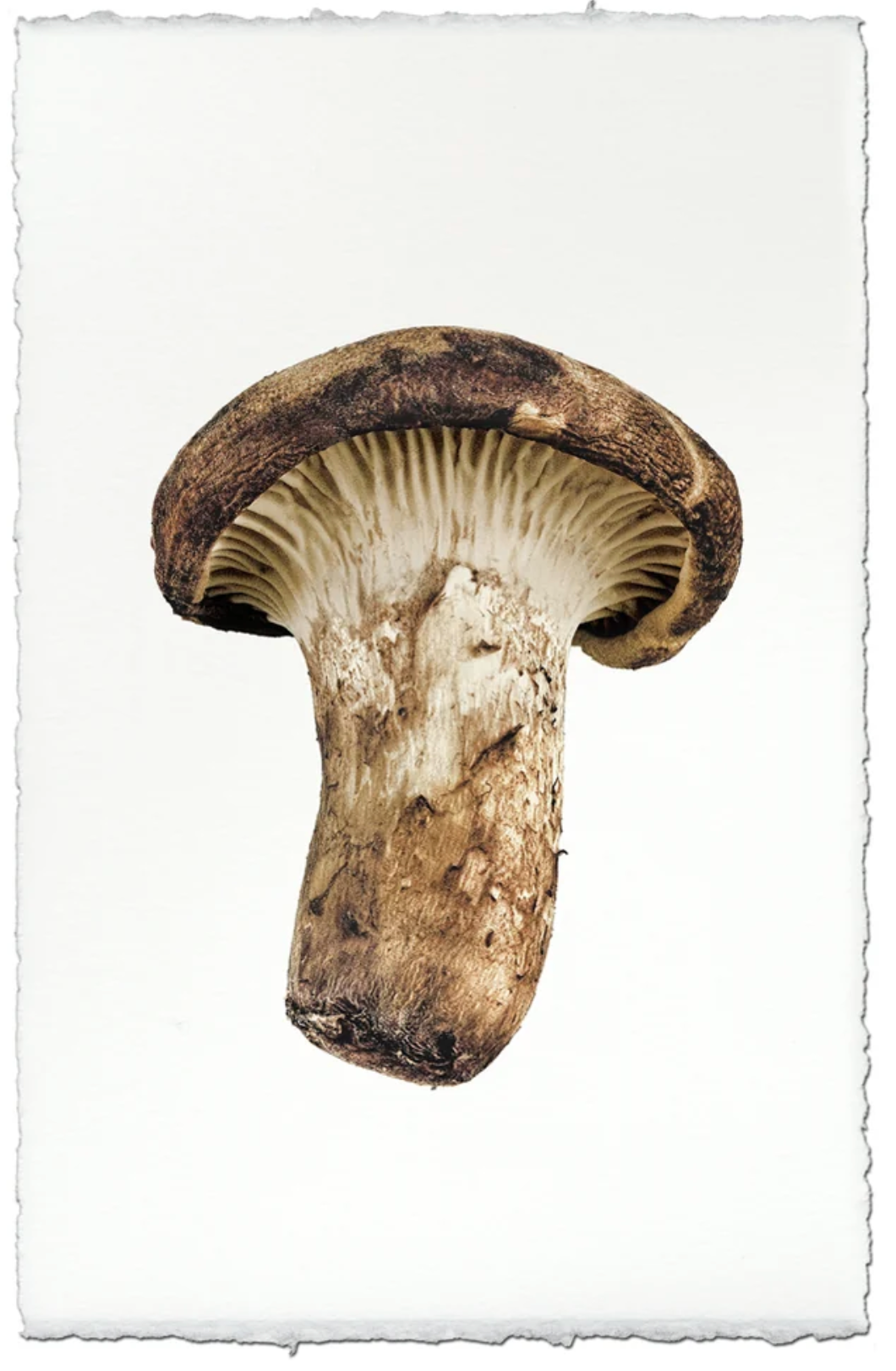Golden Chanterelle Mushroom