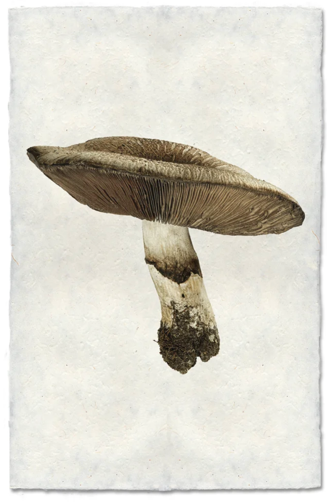 California Agaricus Mushroom